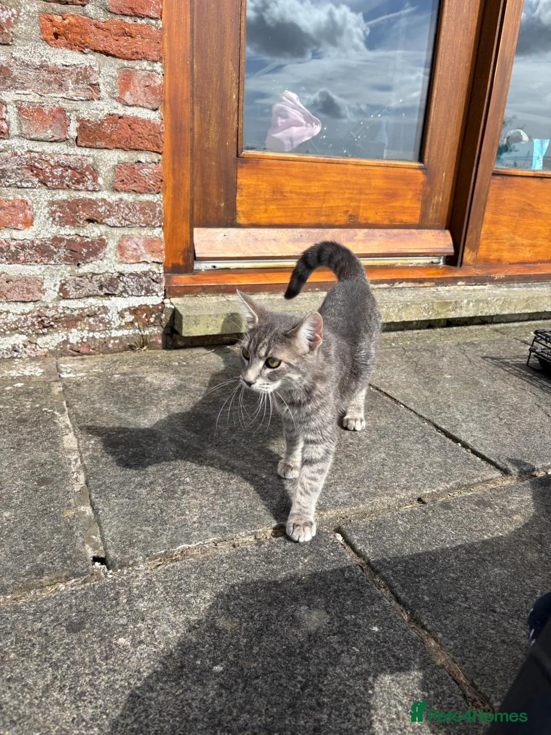 Mixed Breed cats for sale: Beautiful friendly kittens  - Advert 1