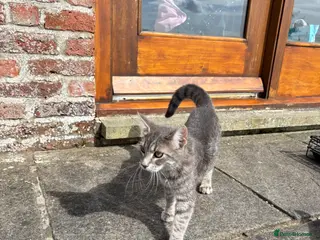 Mixed Breed cats Beautiful friendly kittens - Advert 1