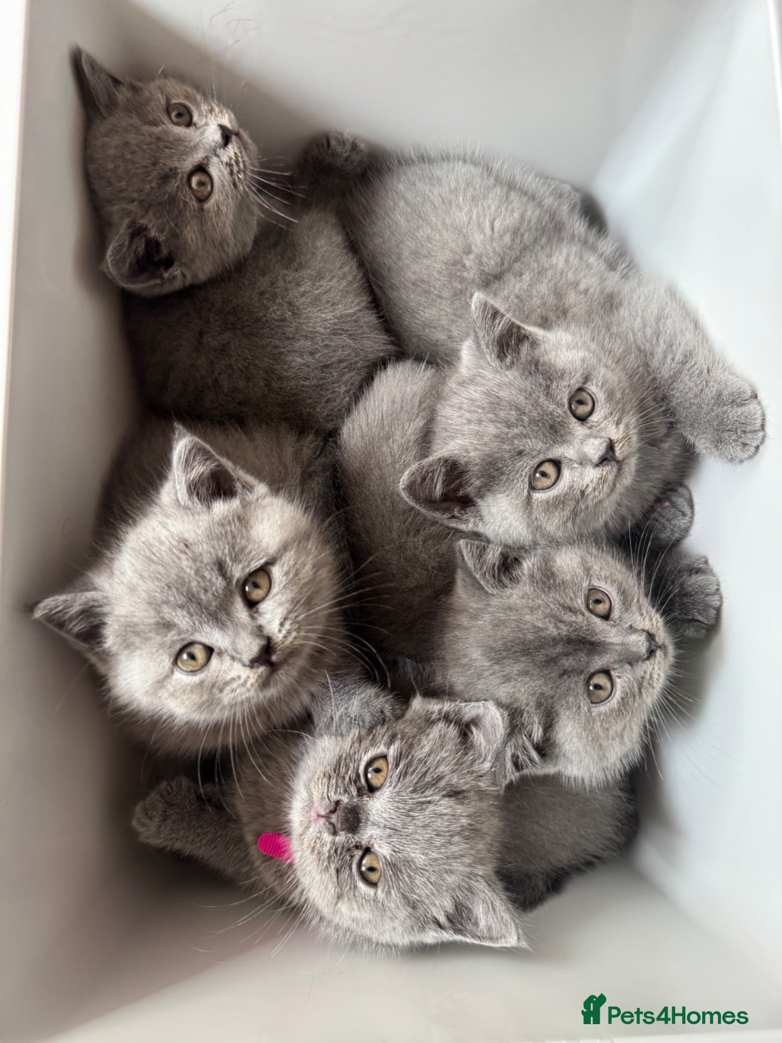 British Shorthair cats 5 British Shorthair Kittens 🐈‍⬛  - Advert 3