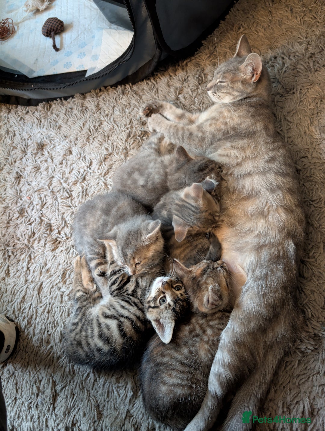 Ragdoll cats for sale: Ragdoll/Persian mixed kitties - Image 2