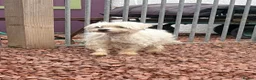 Mixed Breed dogs for adoption: Lucky The Little Dog Who Refused to Give Up  - Advert 2