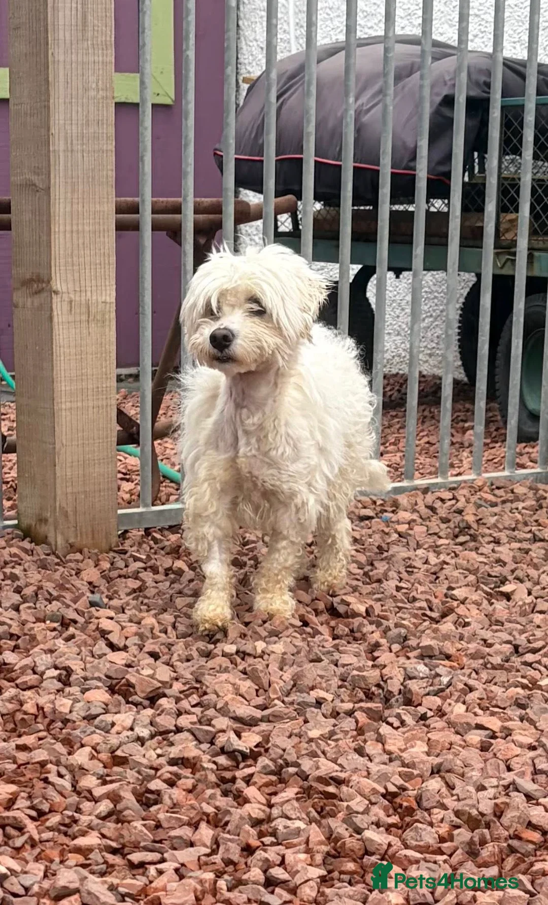 Mixed Breed dogs for adoption: Lucky The Little Dog Who Refused to Give Up  - Advert 2