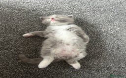 Ragdoll cats for sale: 🌟RAGDOLL KITTENS 🌟 - Image 6