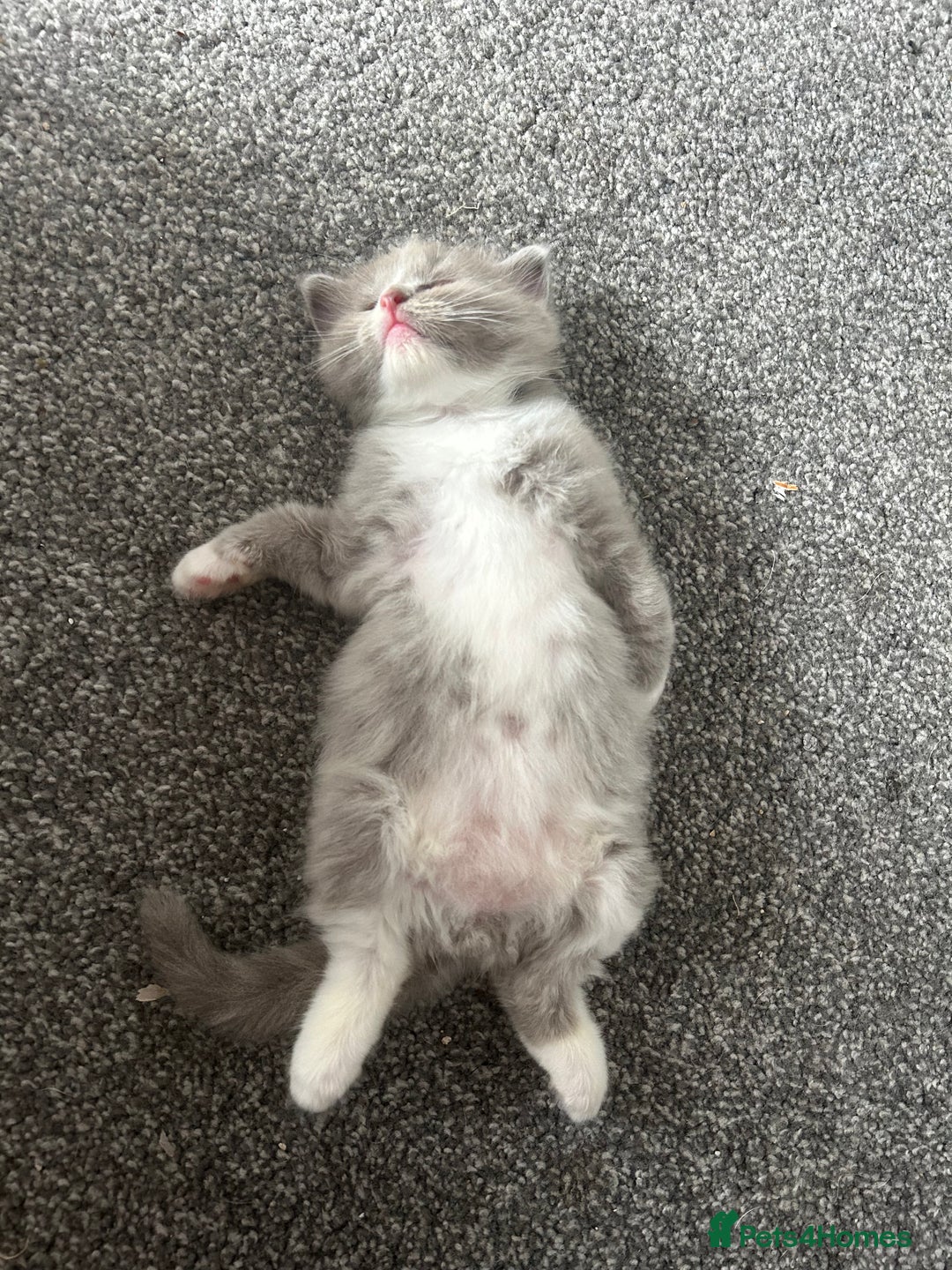 Ragdoll cats for sale: 🌟RAGDOLL KITTENS 🌟 - Image 6