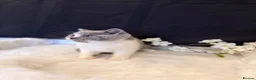 British Shorthair cats for sale: FULL PEDIGREE REGISTERED BSH - Advert 6