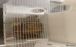 Lionhead rabbits for sale: Lionhead Rabbit - Image 7