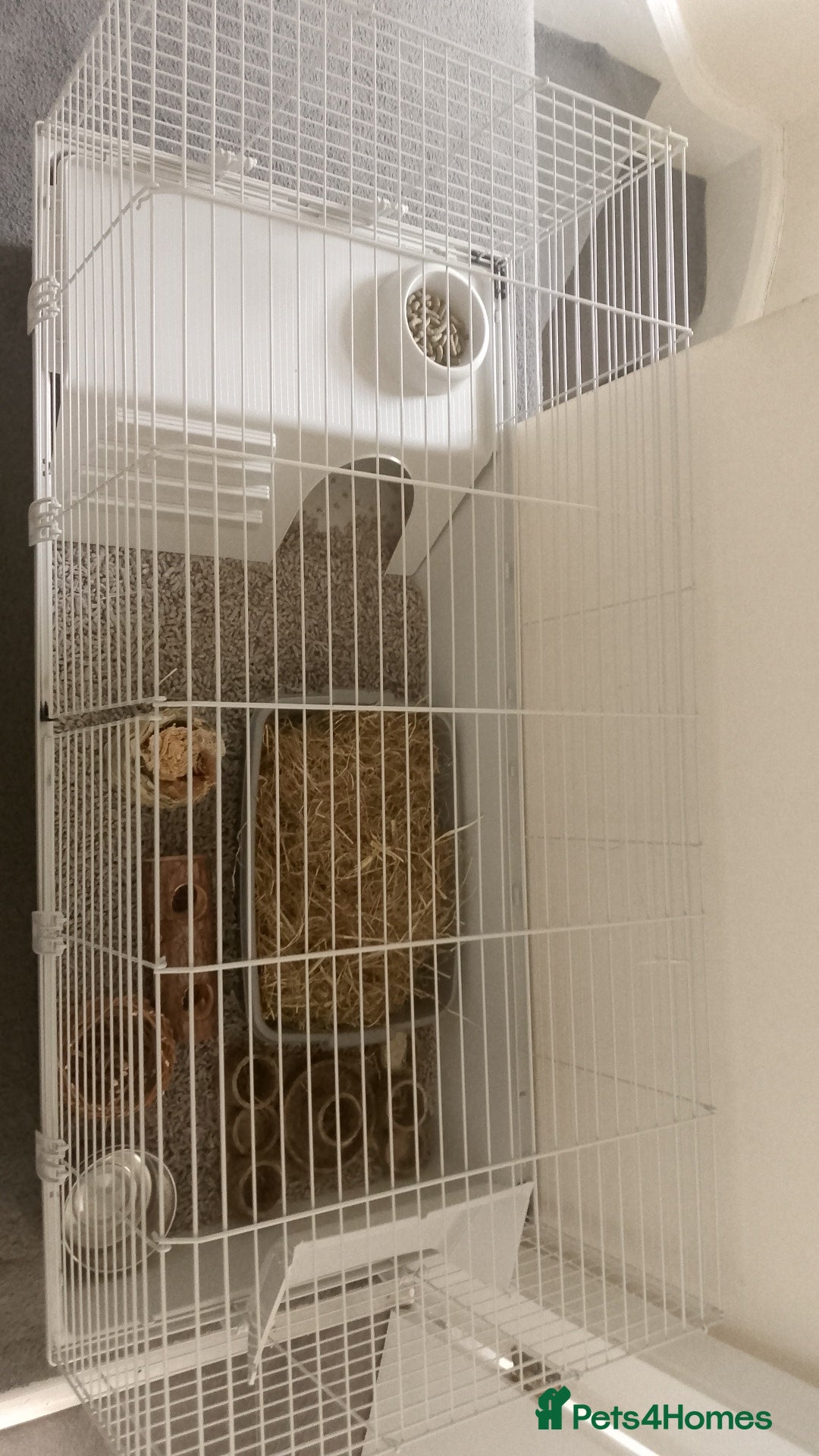 Lionhead rabbits for sale: Lionhead Rabbit - Image 7