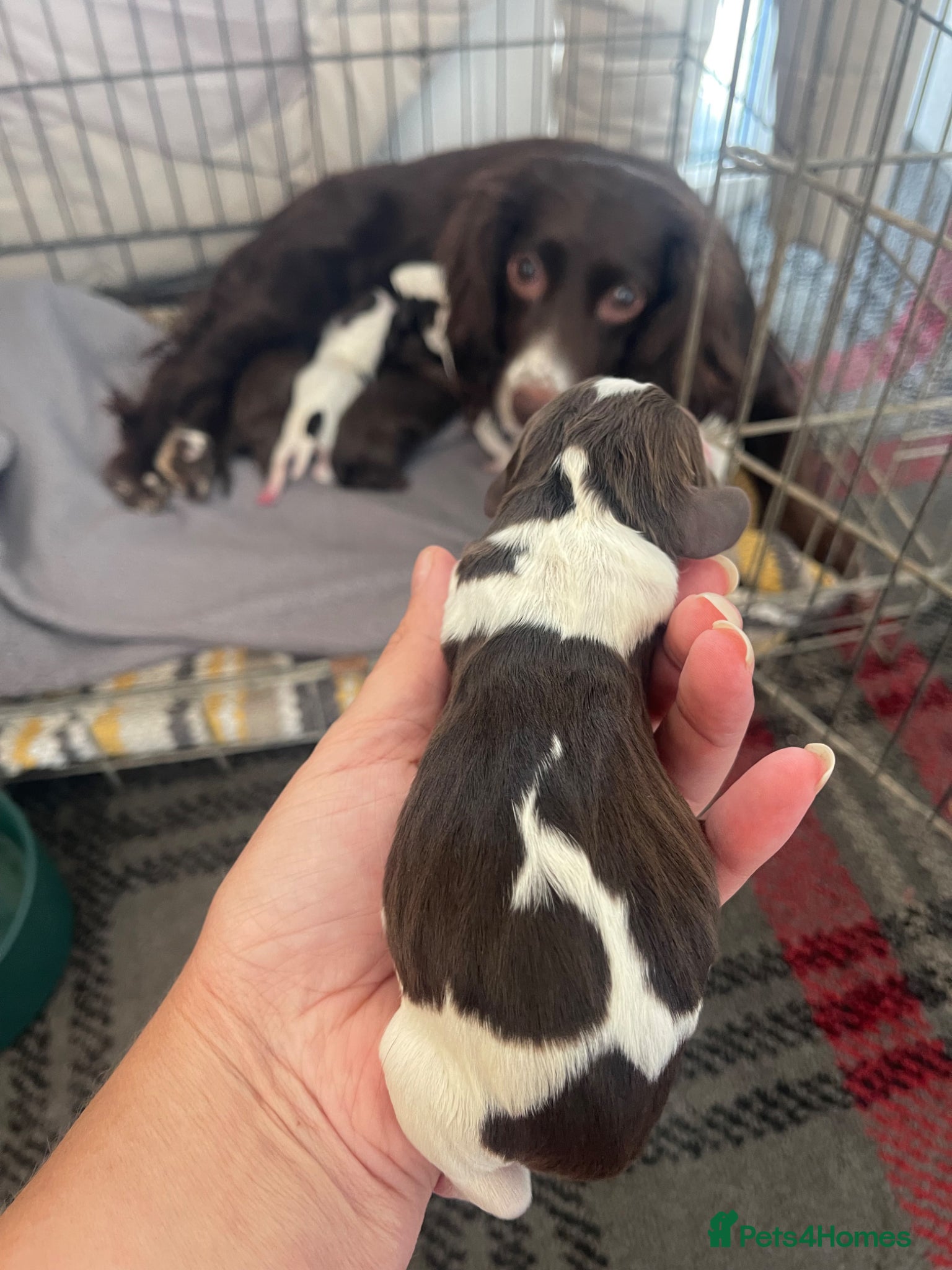 Cocker Spaniel dogs for sale: Working cocker spaniels  - Advert 2