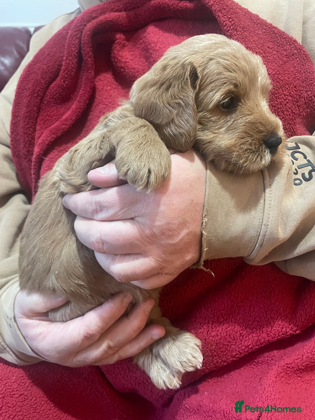 Labradoodle dogs for sale: Miniature Labradoodle’s  - Advert 11