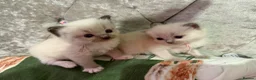 Ragdoll cats for sale: Beautiful Ragdoll 5 kittens  in Cwmbran - Advert 2