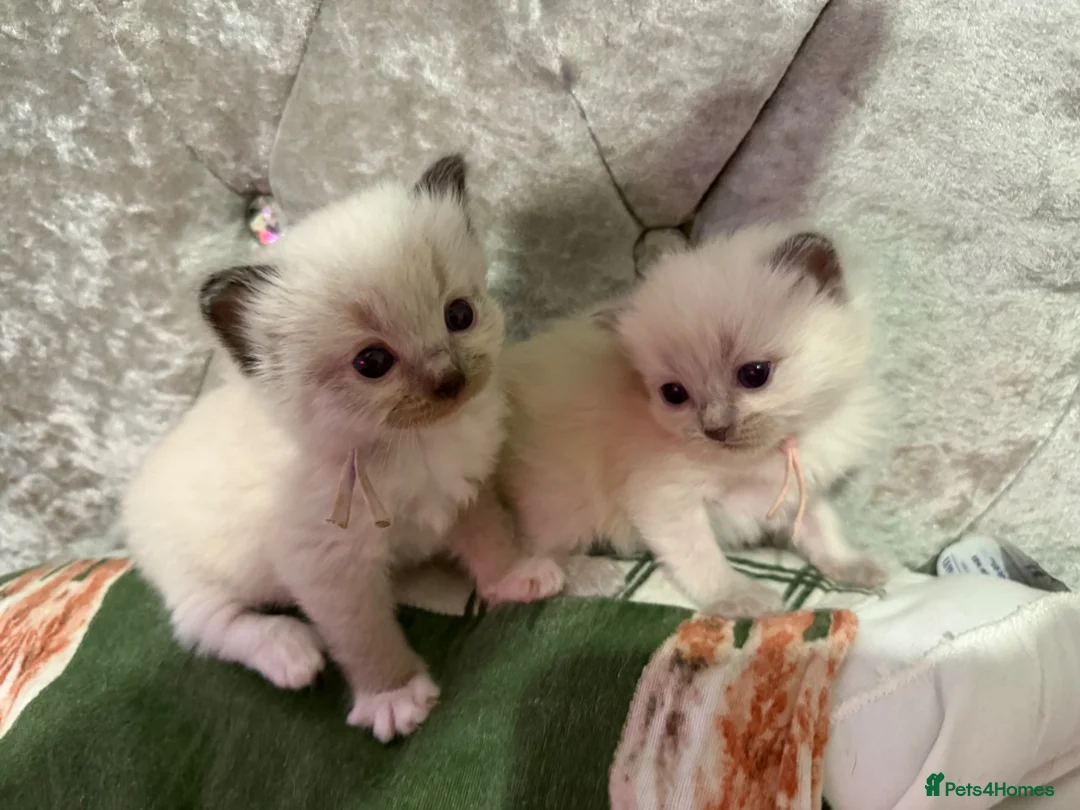 Ragdoll cats for sale: Beautiful Ragdoll 5 kittens  in Cwmbran - Advert 2