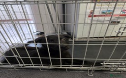 Mixed Breed dogs for sale: Beautiful black Belgain Malinois X Labrador  - Image 16