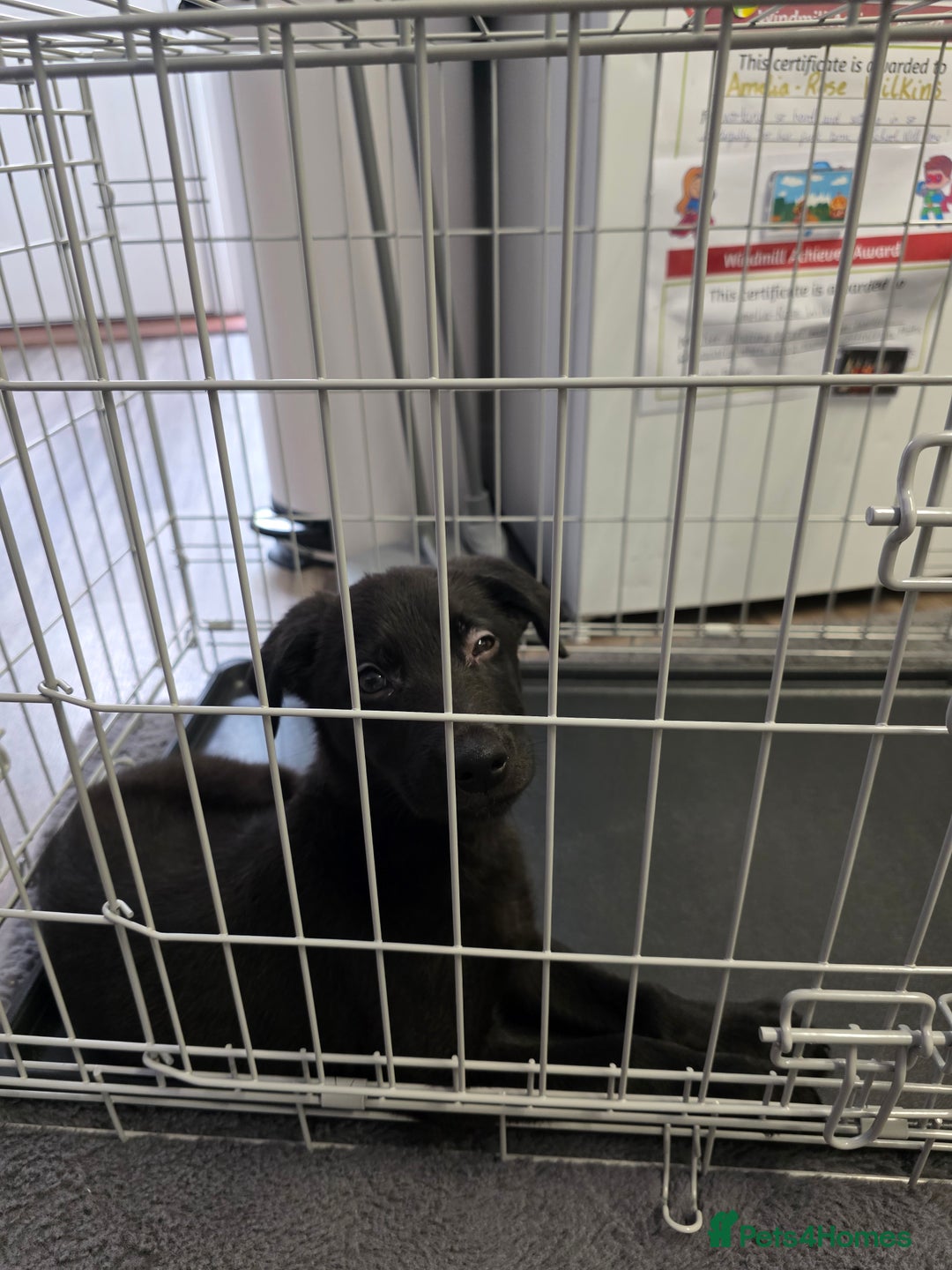 Mixed Breed dogs for sale: Beautiful black Belgain Malinois X Labrador  - Image 16