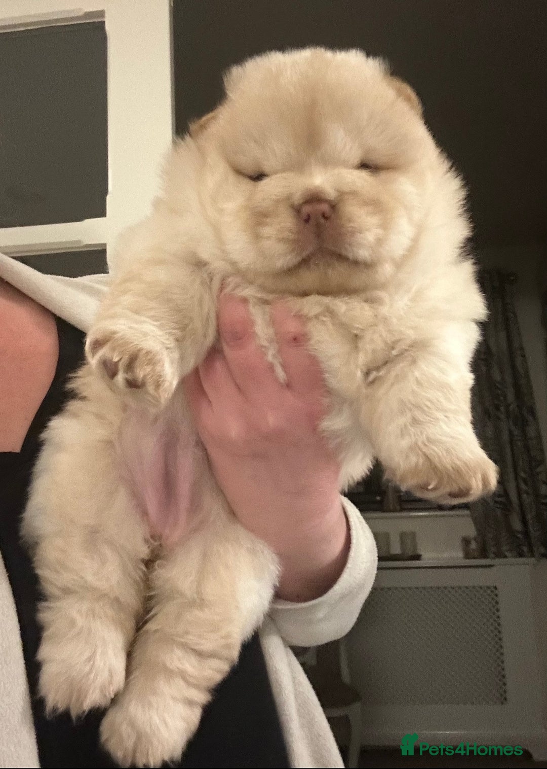 Chow Chow dogs for sale: Outstanding Baby Bears - Image 7