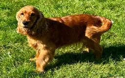 Cocker Spaniel dogs for adoption: Sunny: The Little Soul Who Escaped the Darkness - Image 6