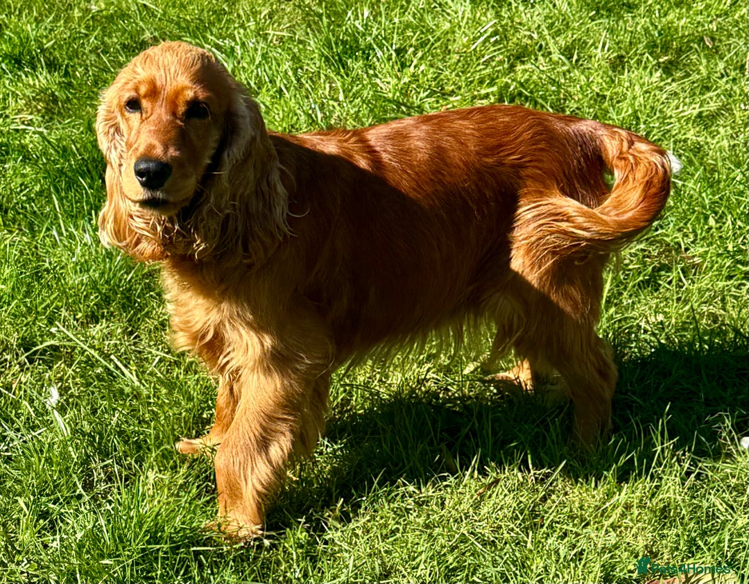 Cocker Spaniel dogs for adoption: Sunny: The Little Soul Who Escaped the Darkness - Image 6