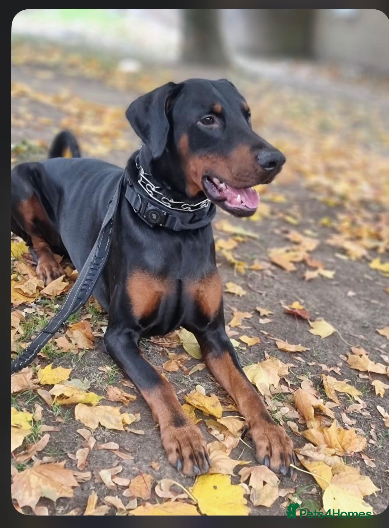 Dobermann dogs Gorgeous Male Doberman, Kamui - Advert 5