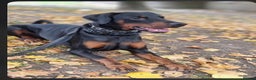 Dobermann dogs for sale: Gorgeous Male Doberman, Kamui - Advert 1