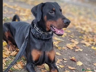 Dobermann dogs Gorgeous Male Doberman, Kamui - Advert 1