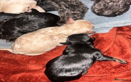 Cockapoo dogs for sale: Stunning Cockapoo Pupppies - Image 4