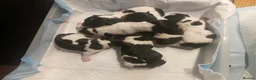 Jack Russell dogs for stud:  Miniature Jack Russell STUD & DNA Health Tested - Advert 13