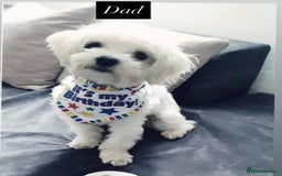 Maltese dogs for sale: Maltese male - Image 13