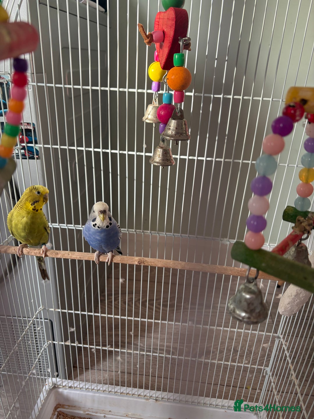 Budgerigars birds for sale: Pair of budgies  - Advert 4