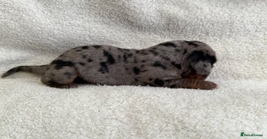 Miniature Dachshund dogs - Advert 5