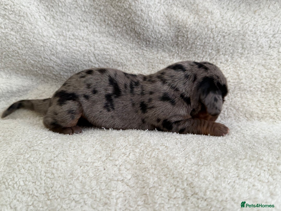 Miniature Dachshund dogs for sale: Miniature Smooth-Coat Dachshund  - Image 3