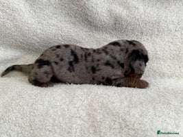 Miniature Dachshund dogs - Advert 15