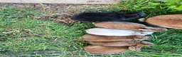 Rex rabbits for sale: Mini rex rabbits, black Vienna marked buck - Advert 12