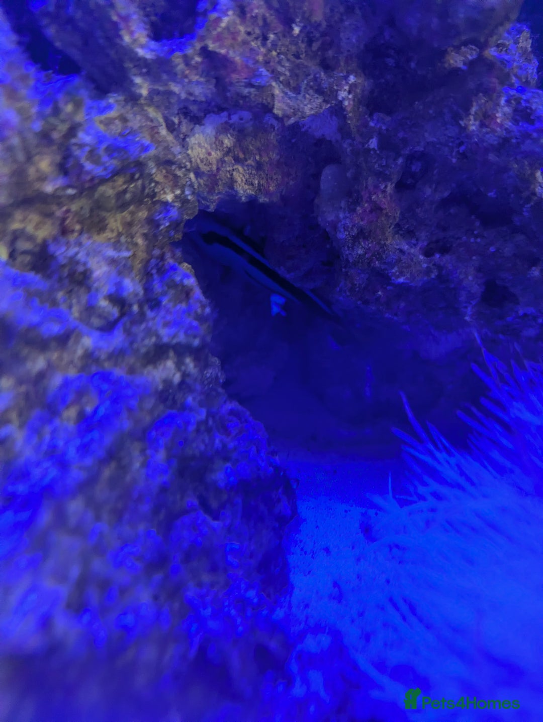 Butterfly Fish fish for sale: Marine fish  - Image 5