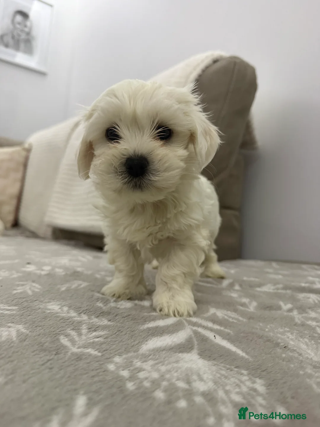 Maltese dogs for sale: Maltese puppies  in Denny - Advert 2