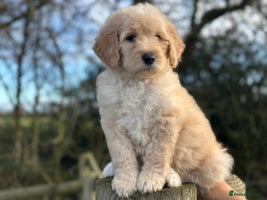 Mixed Breed dogs F1B SAINTBERNADOODLE BOYS AND GIRLS - Advert 1