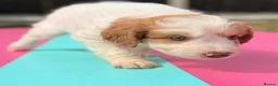 Australian Labradoodle dogs for sale: Australian double doodle puppies  - Advert 18