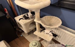British Shorthair cats for sale: 4 British Shorthair kittens, 3 Tuxedo and 1 black - Image 3