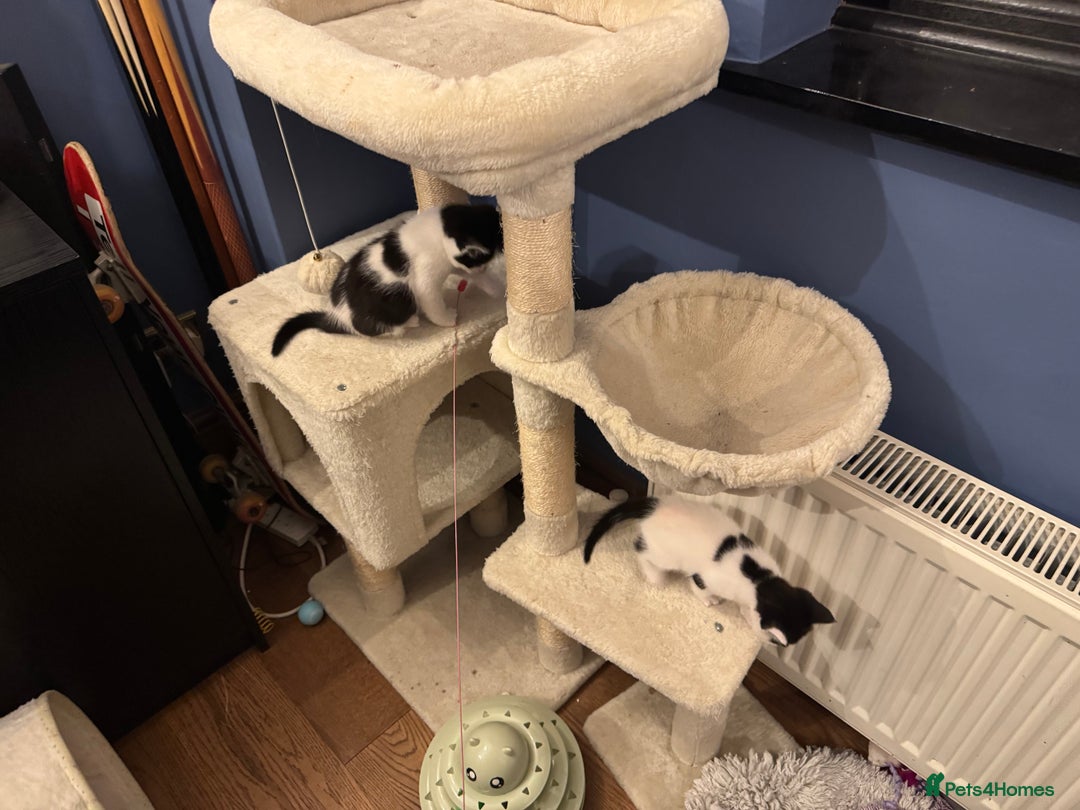British Shorthair cats for sale: 4 British Shorthair kittens, 3 Tuxedo and 1 black - Image 3