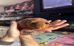 Guinea Pig rodents for sale: 2 young sows looking for a new home - Image 2