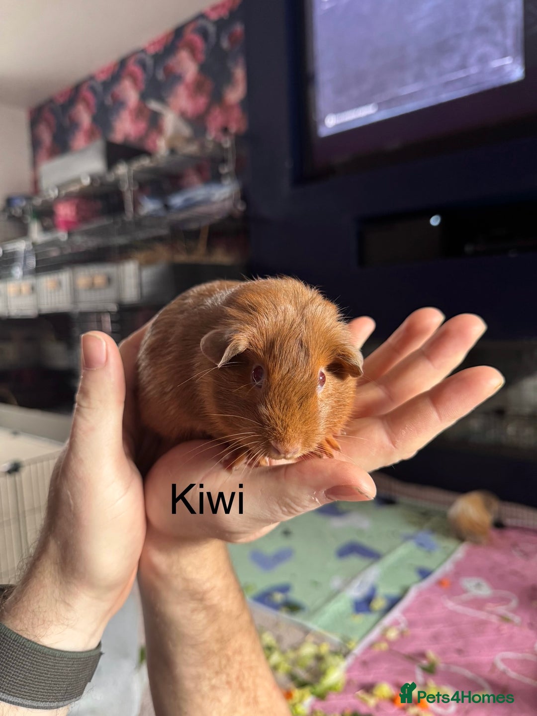 Guinea Pig rodents for sale: 2 young sows looking for a new home - Image 2