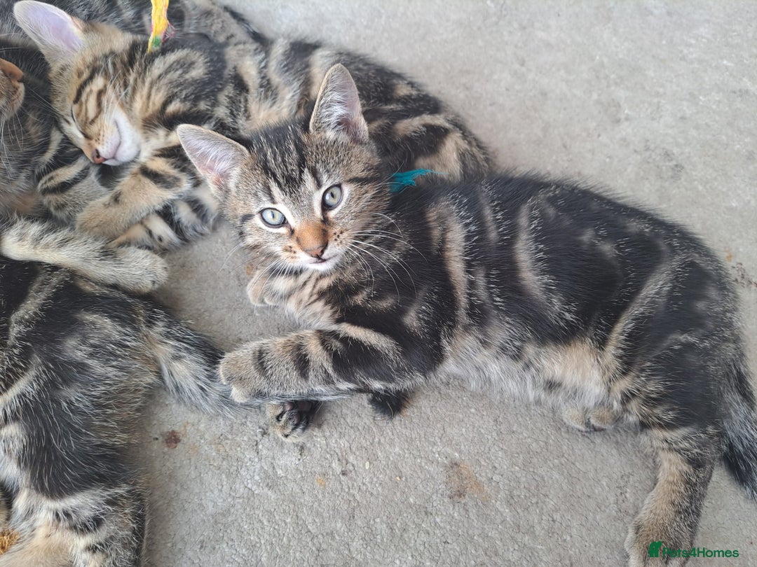 Mixed Breed cats for sale: 5 beautiful kitten ready to go. (Price negotiable) - Image 4
