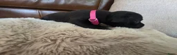 Staffordshire Bull Terrier dogs for sale: Staffordshire Bull terrier puppies 🐶  in Cheltenham - Advert 24
