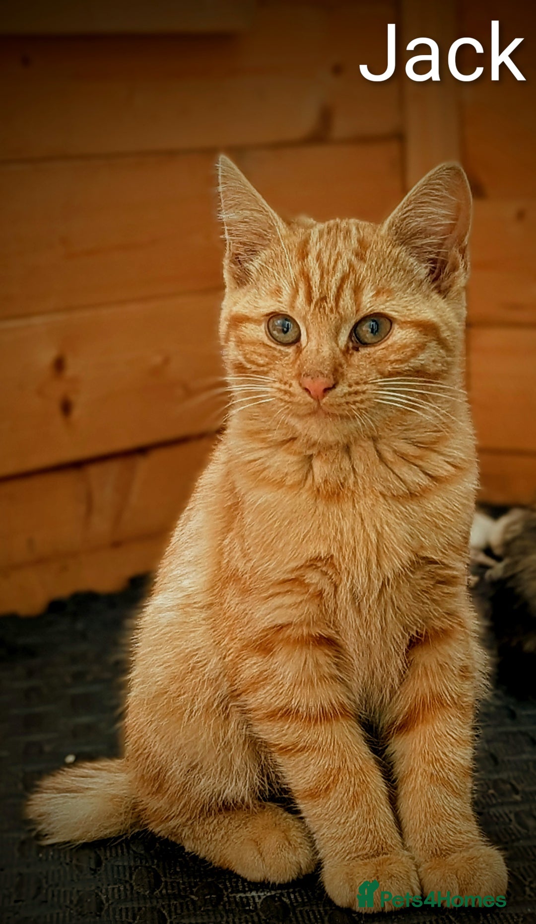 Mixed Breed cats for sale: Male & female Ginger Bengal/Norwegian kittens! - Image 4