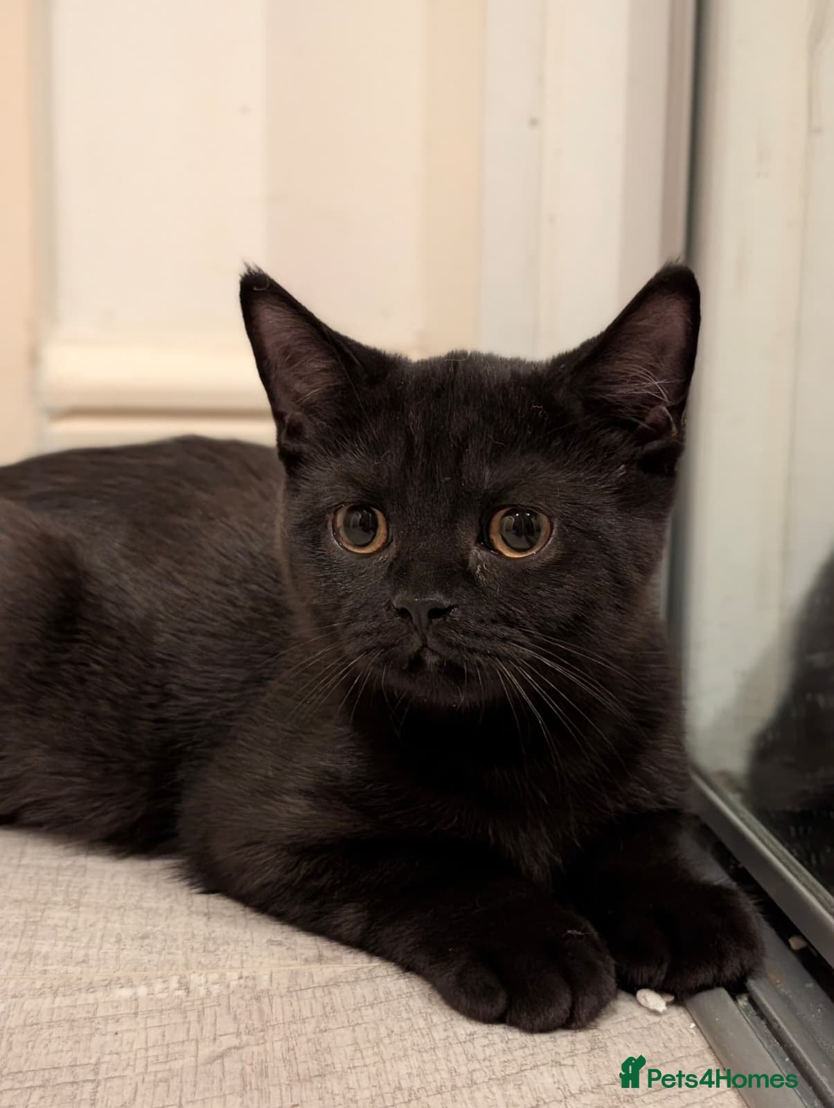 Scottish Fold cats Beautiful British Shorthair Kittens – Home Raised  - Advert 2