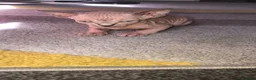 Sphynx cats for sale: 2 x sphynx female kittens  - Advert 12