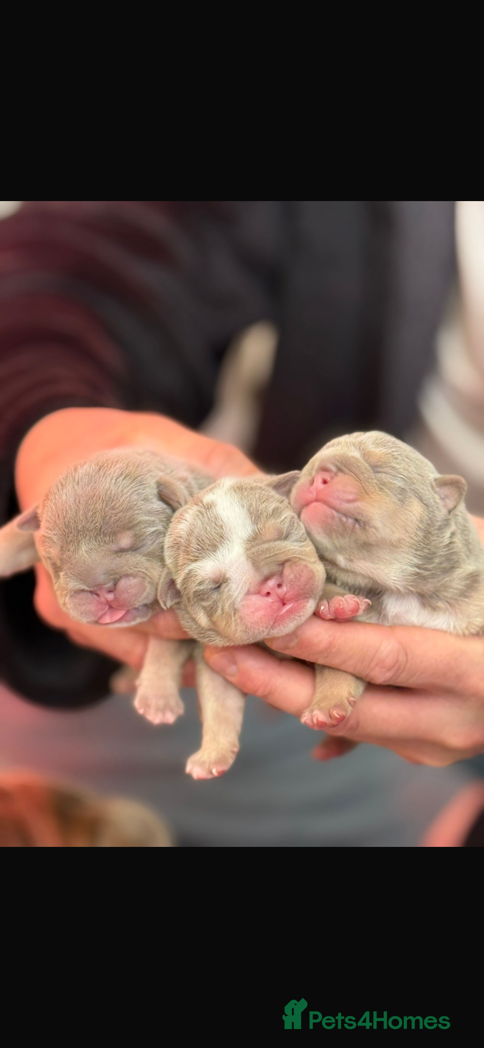 English Bulldog dogs HOGWARTS LITTER- CHUNKY LILAC BULLDOG PUPPIES 🐾  - Advert 7