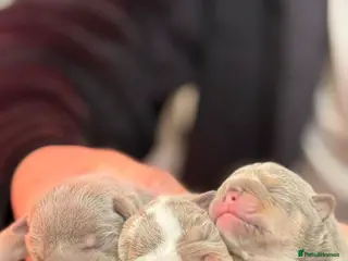 English Bulldog dogs HOGWARTS LITTER- CHUNKY LILAC BULLDOG PUPPIES 🐾 - Advert 7