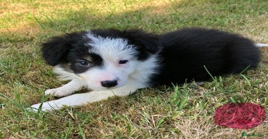 Border Collie dogs - Advert 4
