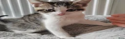 Mixed Breed cats for sale: Gorgeous kittens  - Advert 3