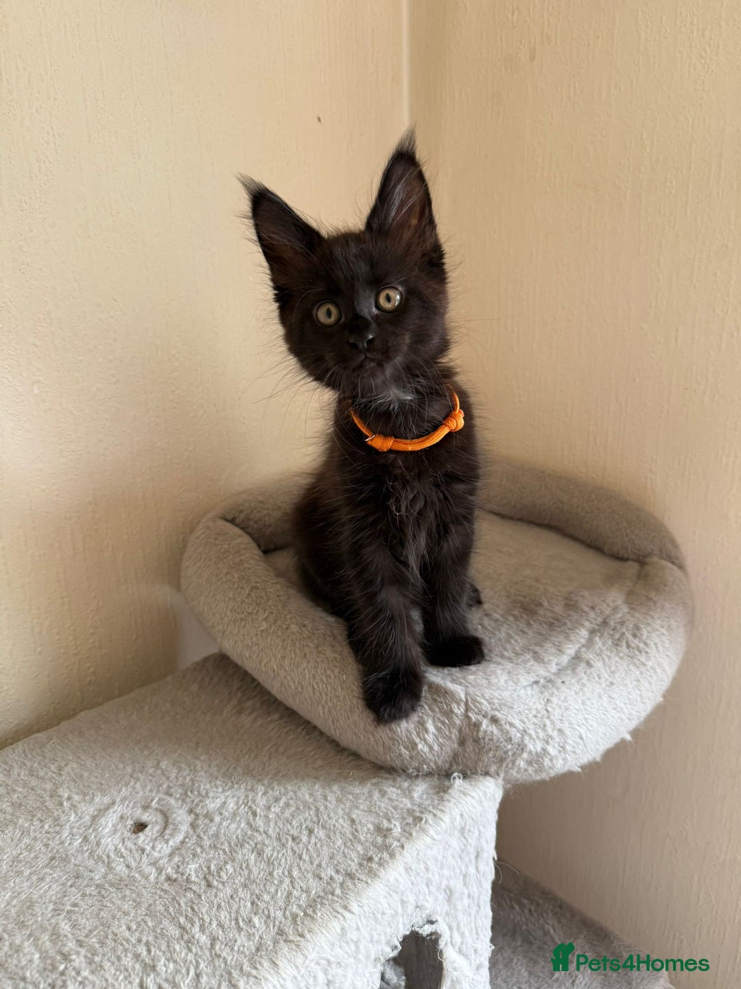 Maine Coon cats for sale: Pedigree GCCF Russian Import line Maine Coons - Image 34