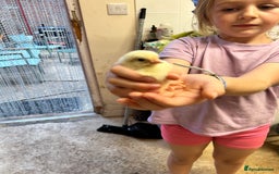 Chickens poultry for sale: Large Fowl Hybrid Chicks For Sale. Day olds  - Image 9